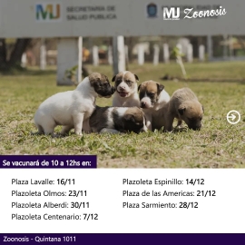 Nuevas fechas Vacunación Antirrábica Canina y Felina 2022 