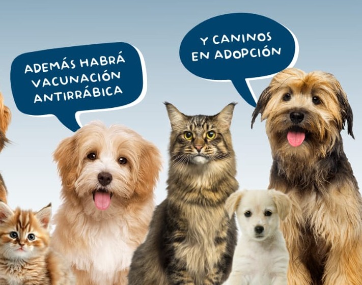 Quirófano móvil junto a vacunación antirrábica y caninos en adopción