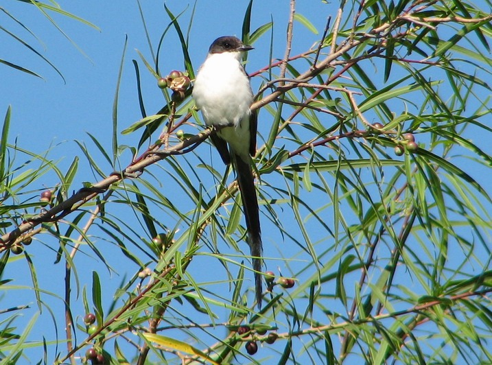 Reserva Posta del Espinillo: este viernes plantarán 40 árboles nativos de la especie Curupí