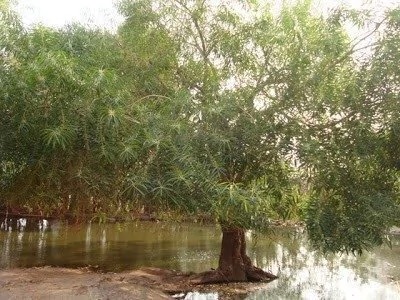 Reserva Posta del Espinillo: este viernes plantarán 40 árboles nativos de la especie Curupí