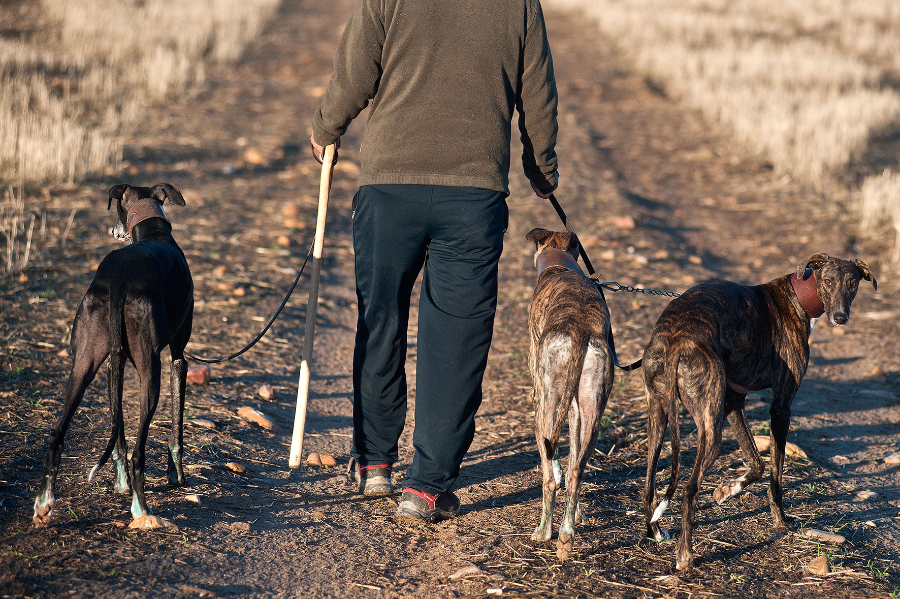 6 aprehendidos, incluído un menor y secuestro de 16 perros por caza ilegal en Los Surgentes y Alejo Ledesma