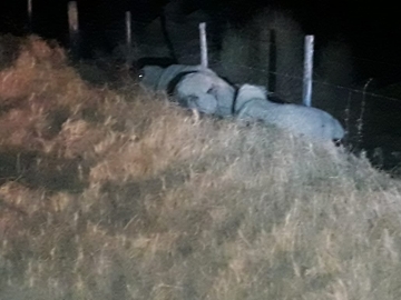 Se fugaron tras caminar con animales bovinos en vía pública 