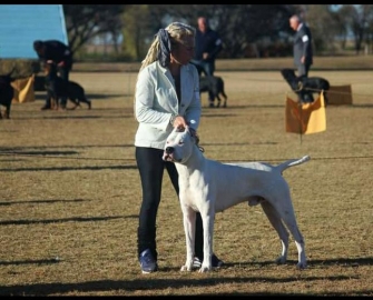 Cría Dogos Argentinos hace 11 años y ganó en competencias mundiales