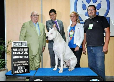 Cría Dogos Argentinos hace 11 años y ganó en competencias mundiales