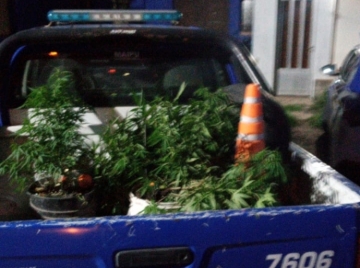 Encontraron nueve plantas de cannabis en una vivienda

