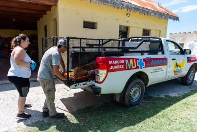 Más de 90 animales fueron castrados en la Gran Jornada de castración masiva