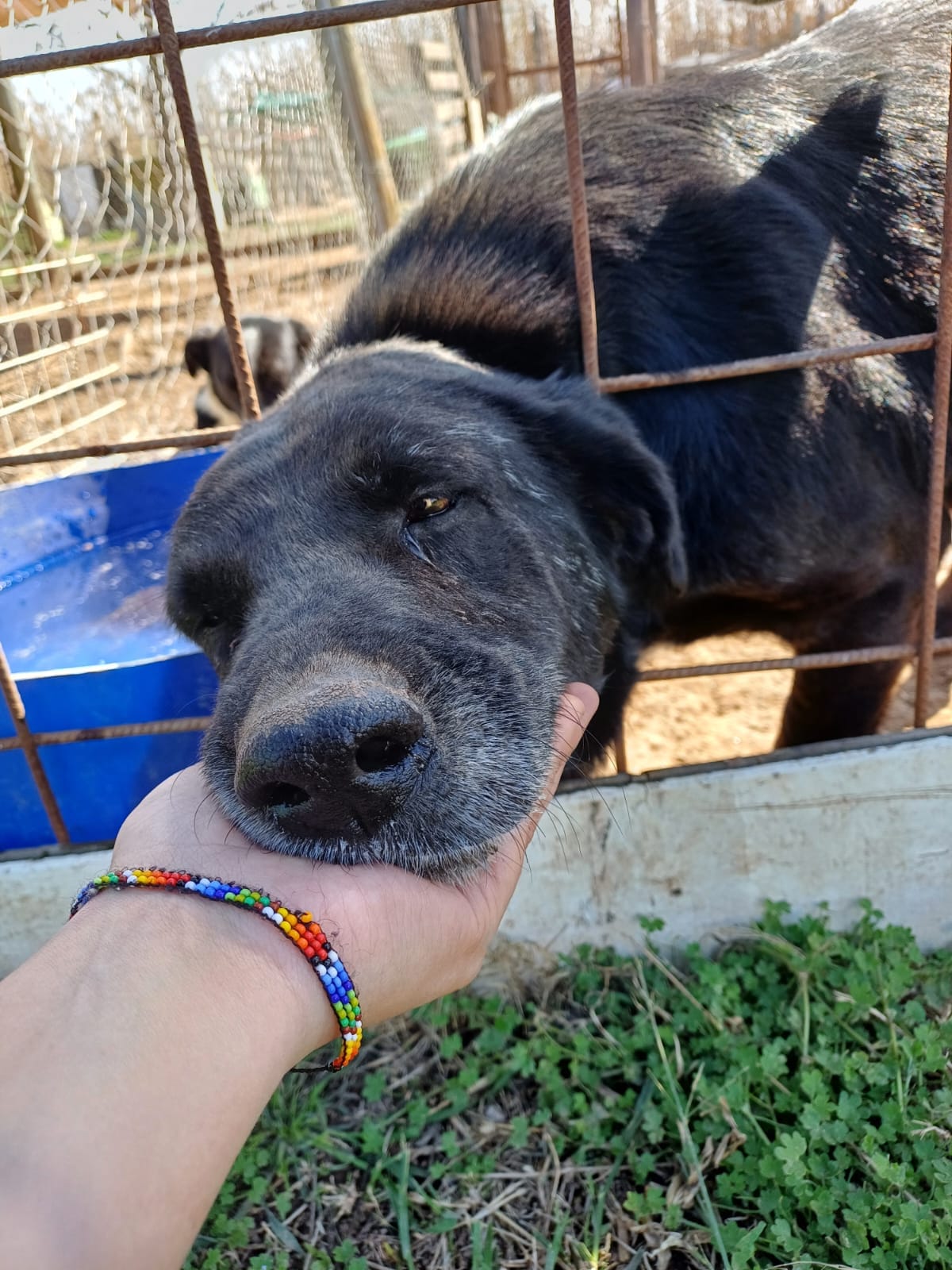 Día del Animal: "Hay 180 animales en el albergue y muchos llevan años esperando que una familia los adopte" dice Lorena Quinteros