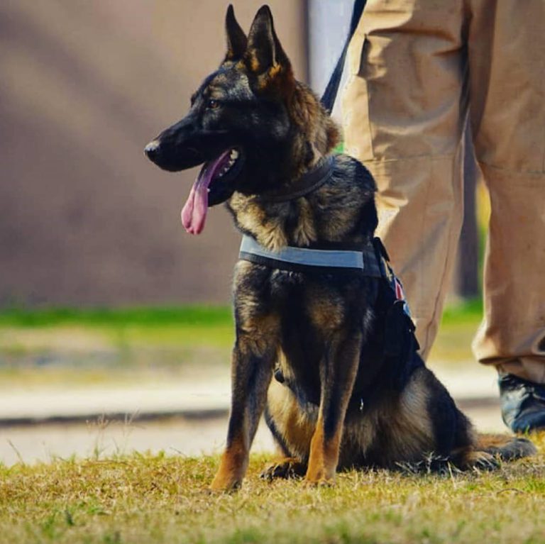 Se retiró Brama la primer perra detectora de drogas sintéticas del país. "Es más que un perro, es un compañero"