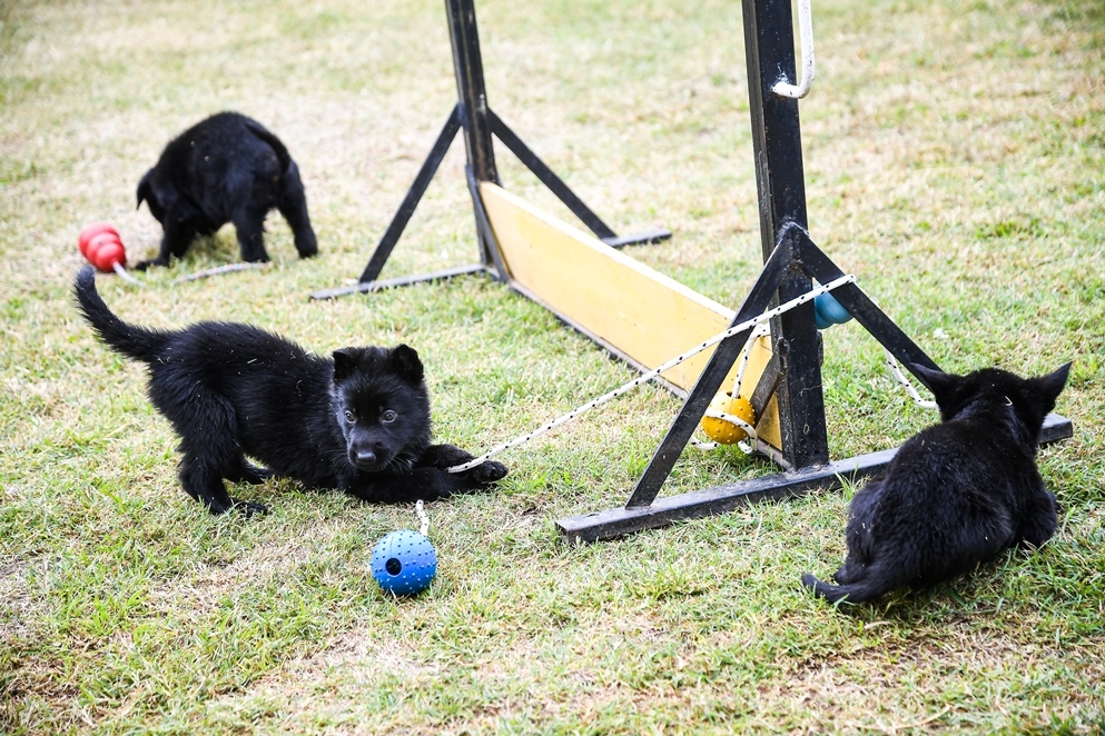 Se agranda la familia FPA: ocho cachorros se suman a la división K-9