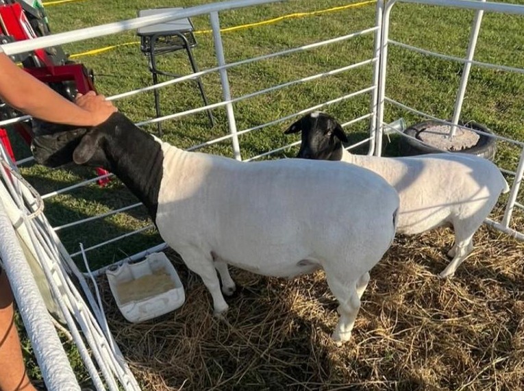 Dolor en el IPEA 209: una jauría mató a las ovejas premiadas días atrás en Agroactiva, sólo una se salvó