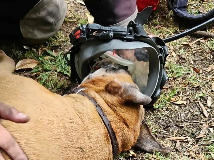 Tres perros a punto de fallecer fueron salvados por bomberos y veterinario al quedar encerrados en un incendio