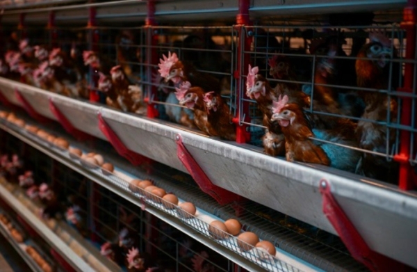 Avícola Monte Buey: tradición, familia y la verdad detrás del precio del huevo