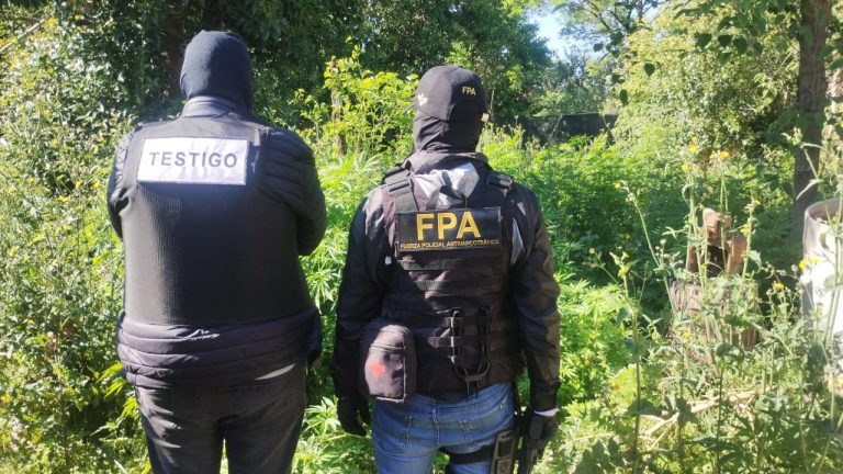 Cayó una organización narco en Cruz Alta: tres detenidos y más de 650 plantas de marihuana secuestradas