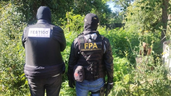 Cayó una organización narco en Cruz Alta: tres detenidos y más de 650 plantas de marihuana secuestradas