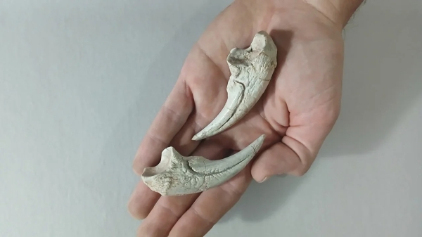 CONICET Transmite en Vivo Búsqueda de un Dinosaurio Inédito de 70 Millones de Años en Río Negro