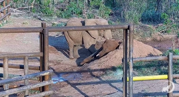 Murió Pupy, la última elefanta del Ecoparque porteño, y Kenya la acompañó en sus últimos días en Brasil
