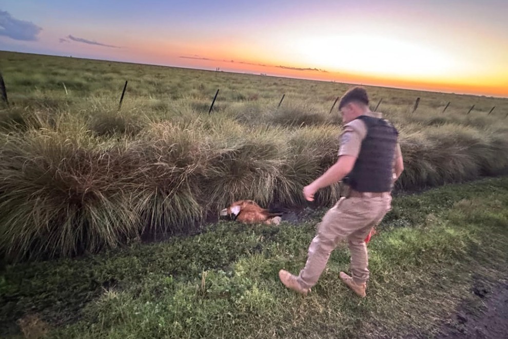 Rescatan a un aguará guazú desnutrido entre Saira y Chilibroste
