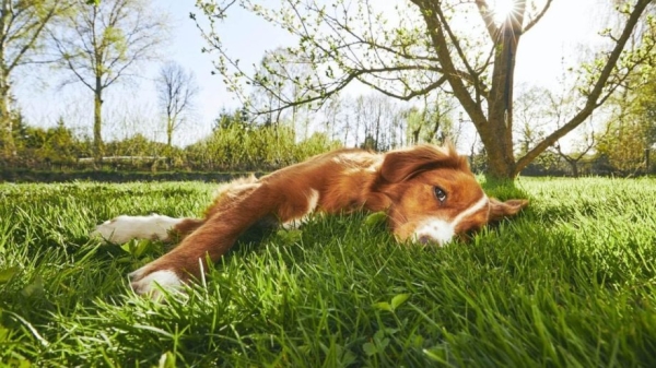 Ola de calor: guía para prevenir los efectos negativos en las mascotas