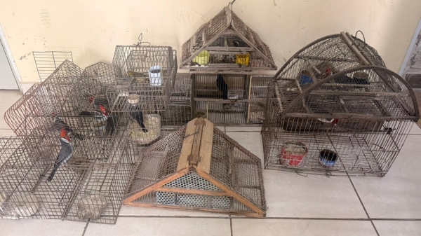 Saladillo: Detienen a un hombre por amenazar a su expareja y descubren aves silvestres en cautiverio