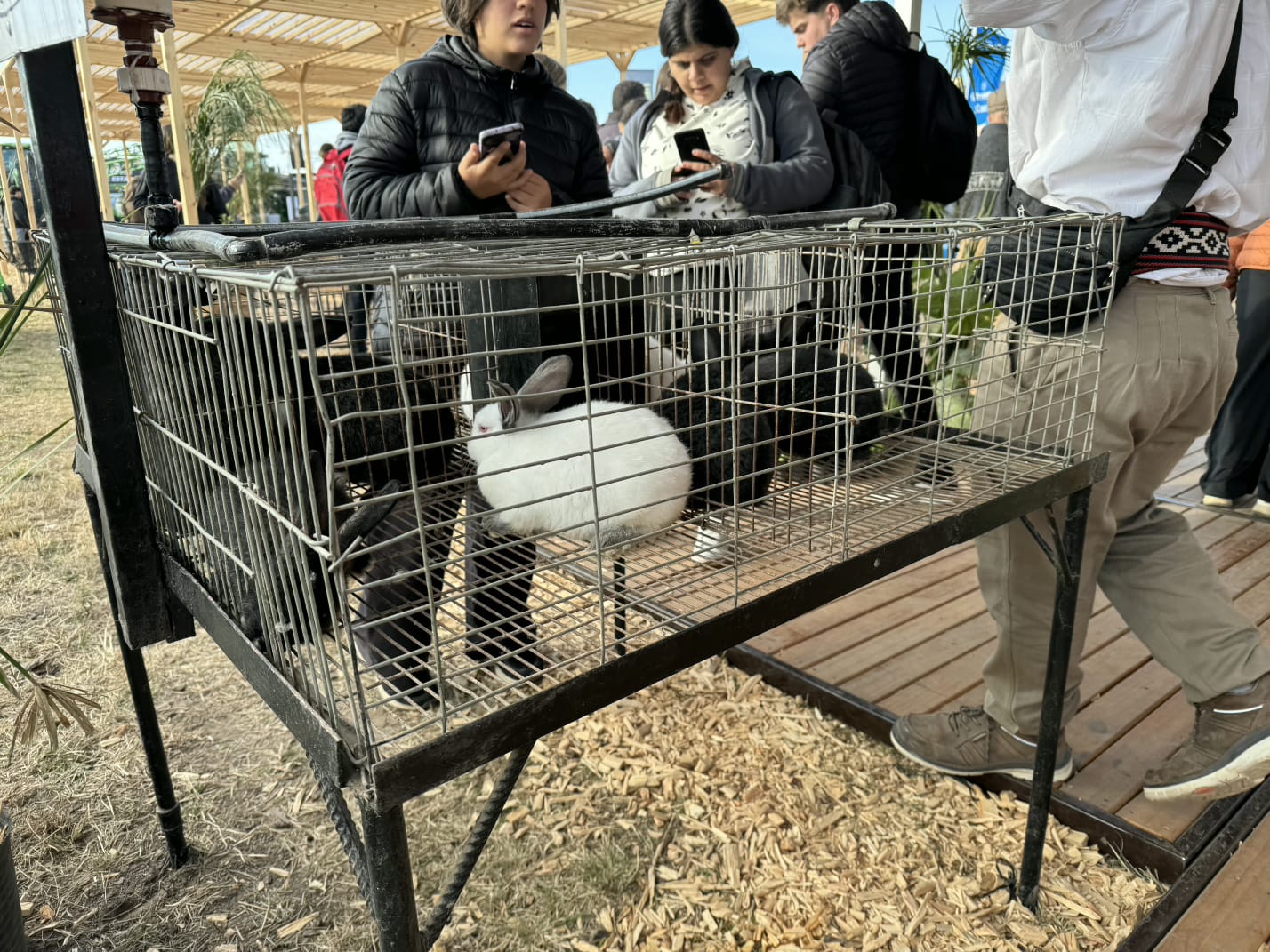 IPEA 209: la única escuela agropecuaria de Córdoba en AgroActiva