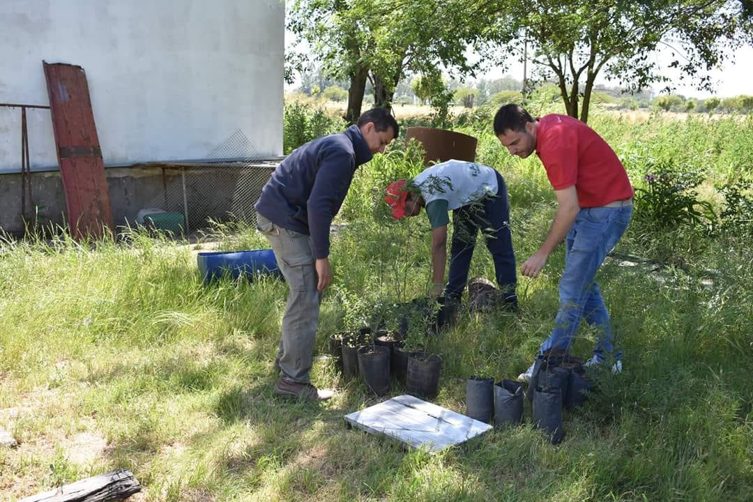 Fertec: Se plantaron 1000 ejemplares en 2017