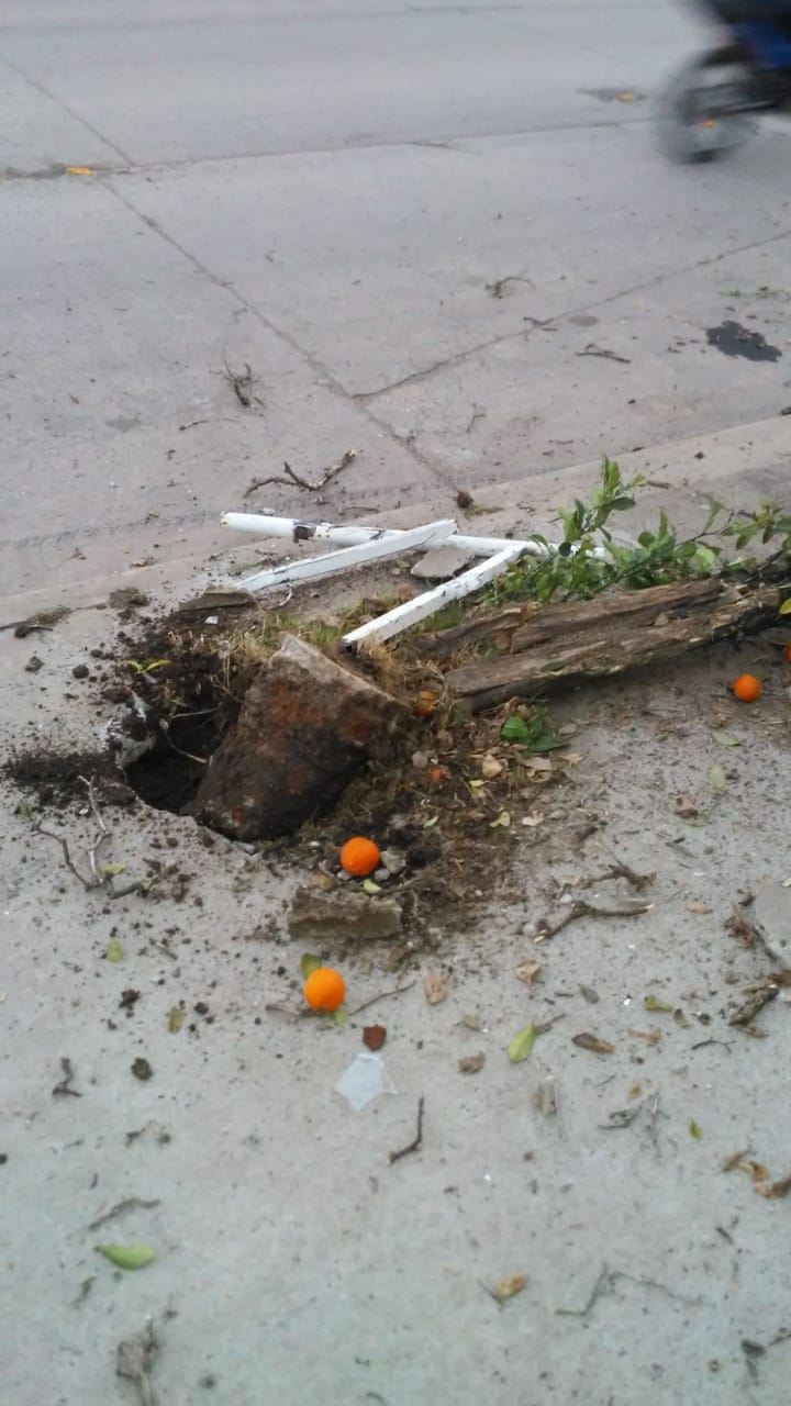 Chocó con su auto y arrancó una planta de patrimonio cultural en Armstrong
