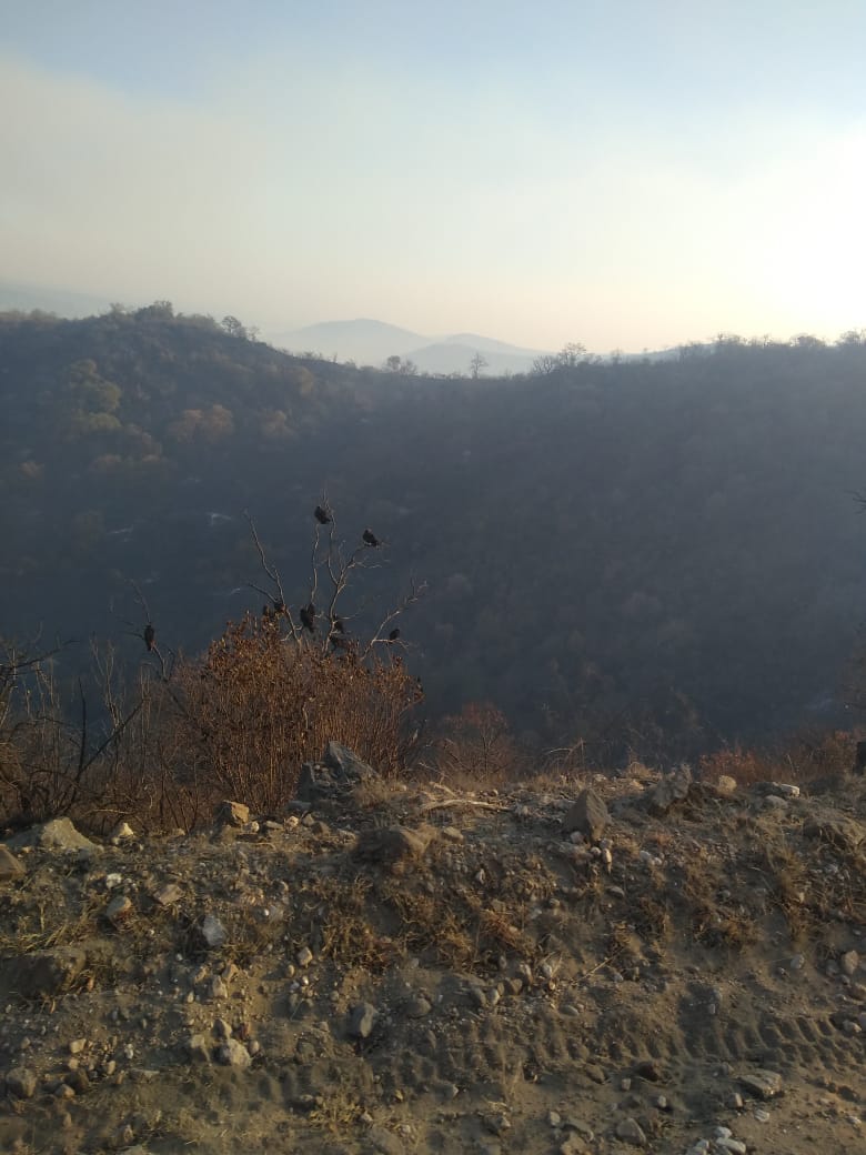 José Cavallera: “Son 100 bomberos trabajando las 24 horas en distintos grupos”
