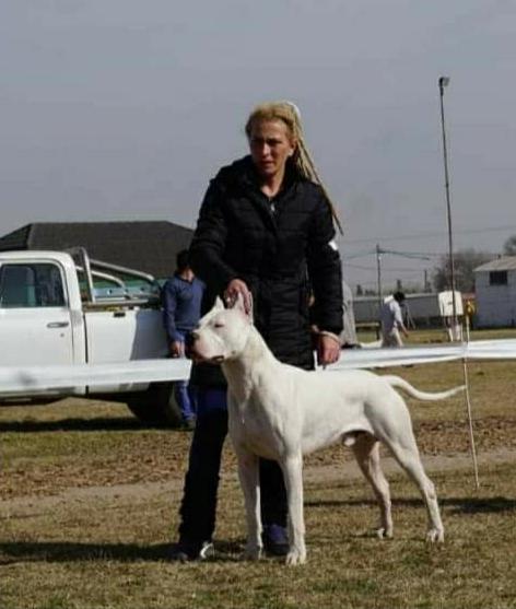 Cría Dogos Argentinos hace 11 años y ganó en competencias mundiales