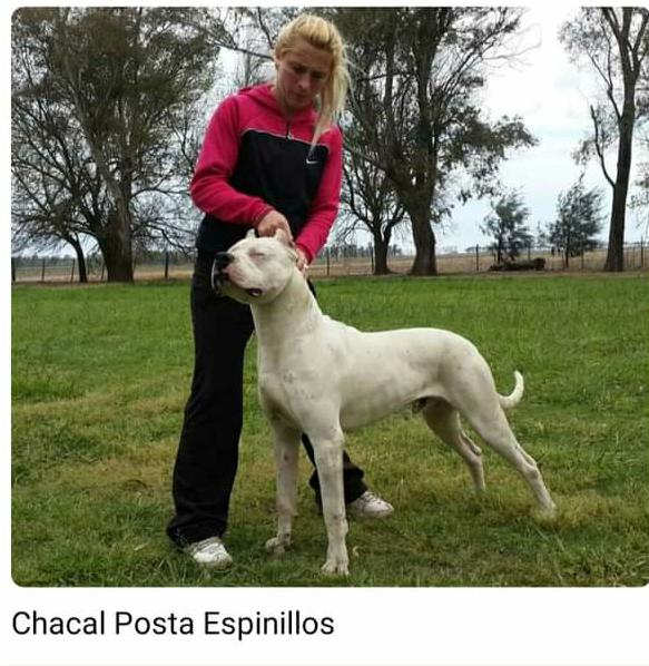 Cría Dogos Argentinos hace 11 años y ganó en competencias mundiales