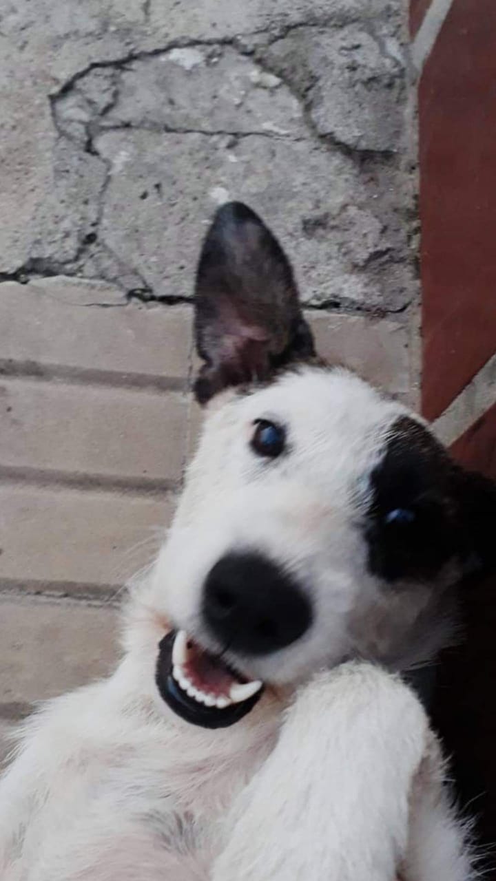 Huellitas de Amor: “Es importante para nosotras tener un sustento económico hoy en día”

