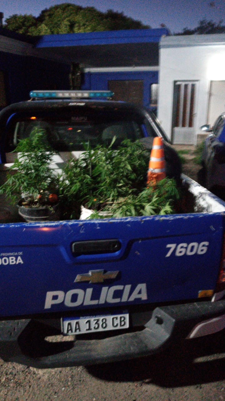 Encontraron nueve plantas de cannabis en una vivienda

