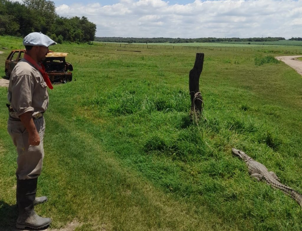 Policía Ambiental capturó un yacaré ñato en Río Ceballos